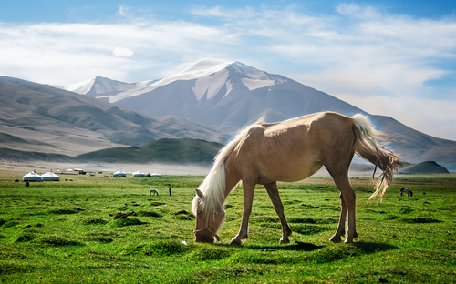 48 cavallo-nella-valle-dello-Tsengel-Mongolia.png