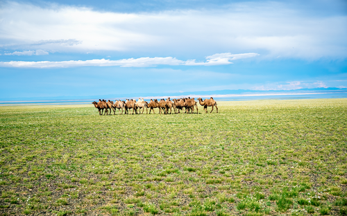 Cammelli Mongolia.png