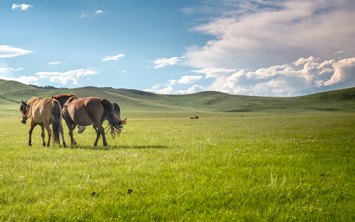 Cavalli Mongolia.png