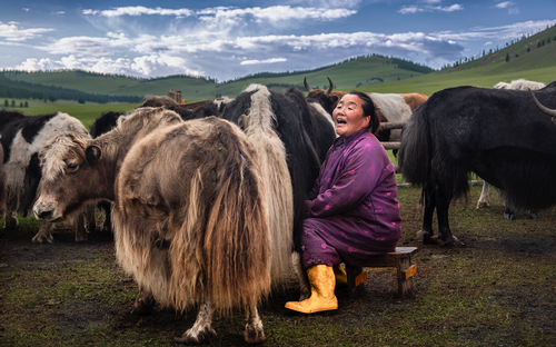 Mungitura-yak-donna-Mongolia.png