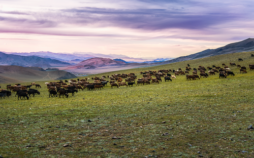 Pascolo-nella-valle-Tsengel--Mongolia.png