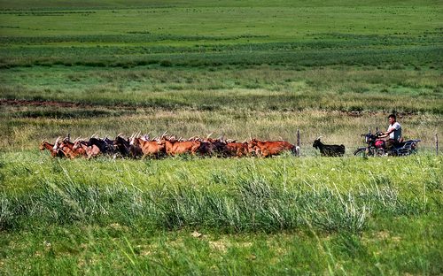 Pastore-con-capre-Mongolia.png